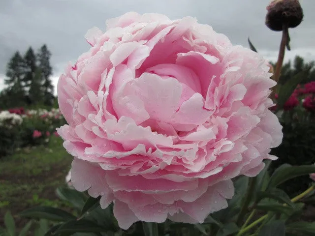 Sarah Bernhardt